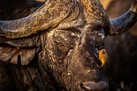 close-up-of-an-old-african-buffalo-with-an-oxpecke-2025-01-29-08-01-54-utc.jpg 1.jpg