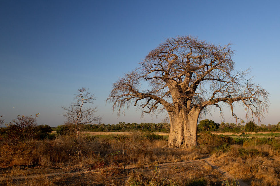 Baobab.jpg