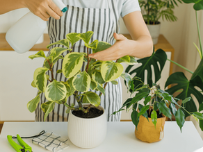 Les avantages surprenants du bicarbonate de soude pour les plantes