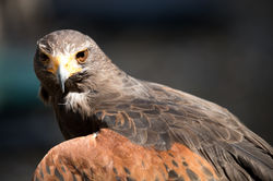Harris Hawk