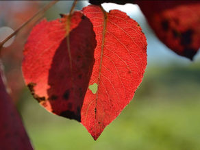 Die Abschiede mitten im Leben