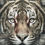 Thumbnail: Alpha Tiger Liquid Art Cove/ Champagne trim