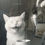 Thumbnail: Cat Black & White Framed Picture