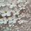 Thumbnail: White Petals- Large Landscape Siler Frame