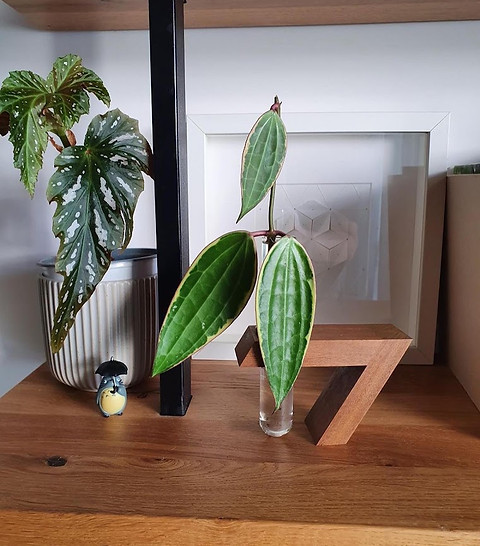 shinshin herba at home