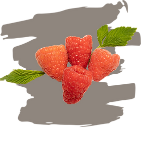 Pagina-NOVAFRUIT (4).png