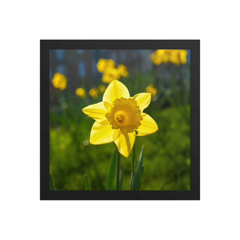 Thumbnail: Golden Irish Spring — Fine Art Framed Print