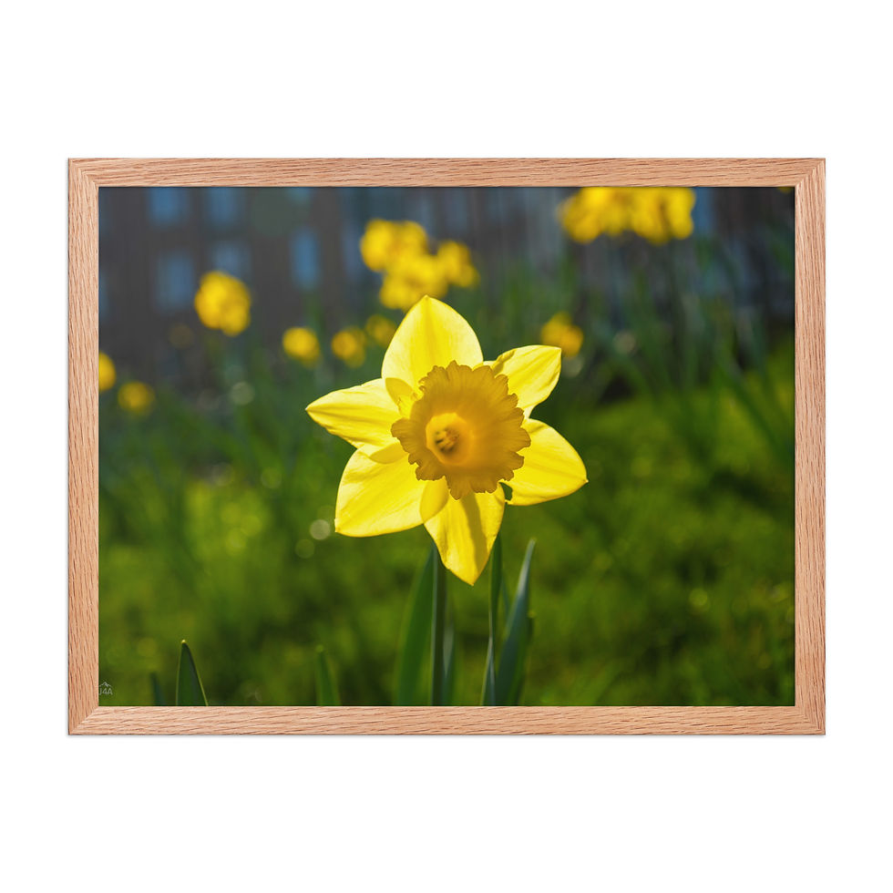 Thumbnail: Golden Irish Spring — Fine Art Framed Print