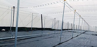 Polyhouse_01