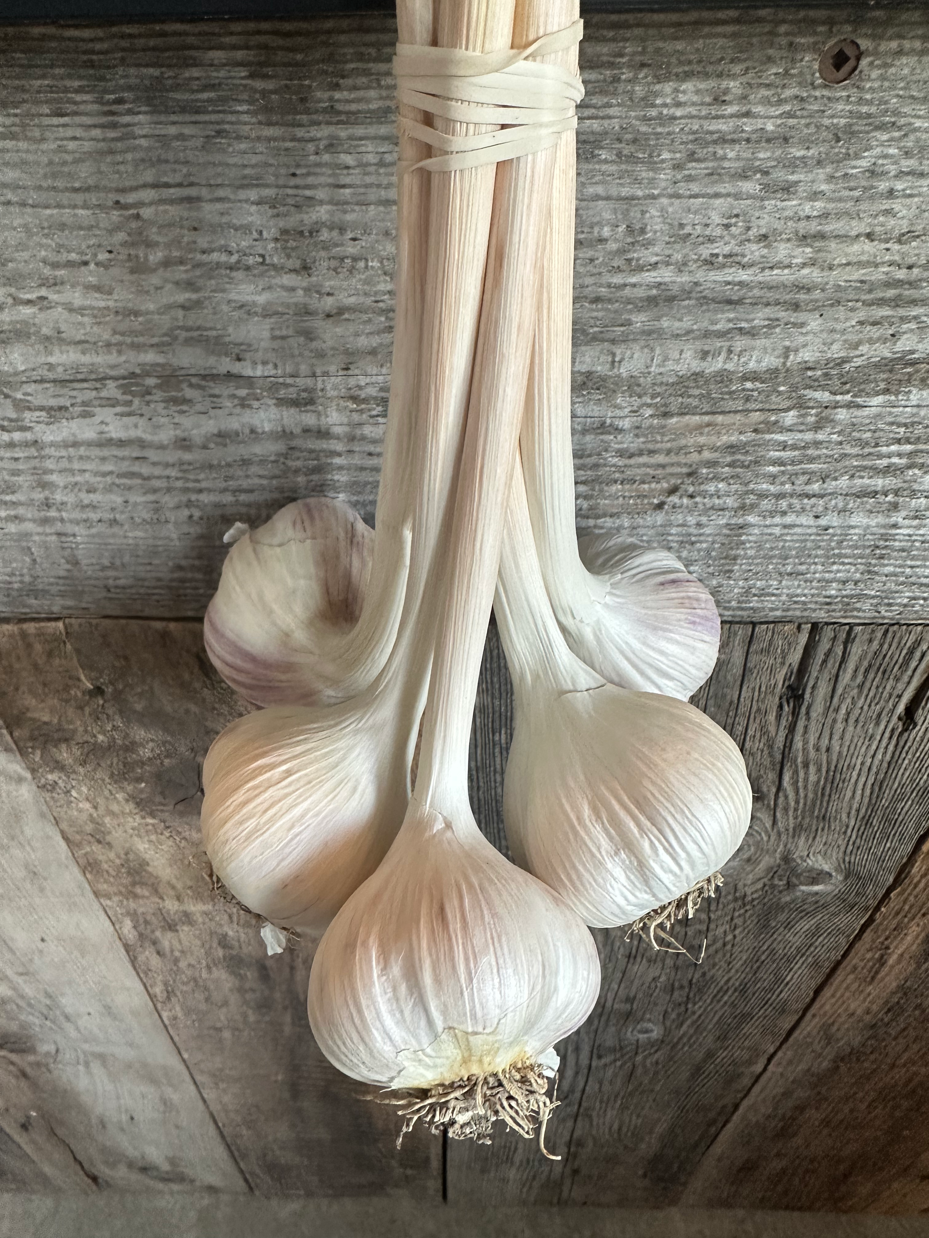 Bouquet d'ail