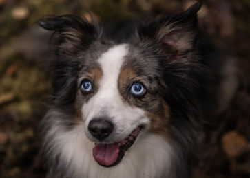 ajo-drea, Andrea Johann, Andrea Johann Fotografie, Tierfotografie, Tiershooting, Pferdefotografie, Pferdeshooting, Hundebaby, Dackel, Dackelliebe, Pferdemädchen, Weihnachtshooting, Shooting, Shootingtime, Fotoshooting, Haflinger, Isländer, Hundeshooting, Hundebilder, Miniaustralienshepherd, Miniaussie,