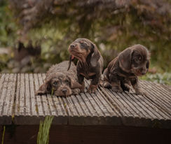 ajo-drea, Andrea Johann, Andrea Johann Fotografie, Tierfotografie, Tiershooting, Pferdefotografie, Pferdeshooting, Hundebaby, Dackel, Dackelliebe, Pferdemädchen, Weihnachtshooting, Shooting, Shootingtime, Fotoshooting, Haflinger, Isländer, Hundeshooting, Hundebilder, Miniaustralienshepherd, Miniaussie, Dackelliebe, Pfalzgold-Dog, Dackelfotografie, Halsbänder, Hund, Dackelleinen, Hundebabys, A-Wurf, B-Wurf