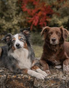 ajo-drea, Andrea Johann, Andrea Johann Fotografie, Tierfotografie, Tiershooting, Pferdefotografie, Pferdeshooting, Hundebaby, Dackel, Dackelliebe, Pferdemädchen, Weihnachtshooting, Shooting, Shootingtime, Fotoshooting, Haflinger, Isländer, Hundebabys, Puppies, Puppys, Welpen, Dackel, Dackelbabys