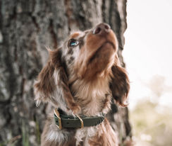 ajo-drea, Andrea Johann, Andrea Johann Fotografie, Tierfotografie, Tiershooting, Pferdefotografie, Pferdeshooting, Hundebaby, Dackel, Dackelliebe, Pferdemädchen, Weihnachtshooting, Shooting, Shootingtime, Fotoshooting, Haflinger, Isländer, Hundeshooting, Hundebilder, Miniaustralienshepherd, Miniaussie, Dackelliebe, Pfalzgold-Dog, Dackelfotografie, Halsbänder, Hundeleinen
