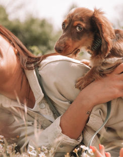 ajo-drea, Andrea Johann, Andrea Johann Fotografie, Tierfotografie, Tiershooting, Pferdefotografie, Pferdeshooting, Hundebaby, Dackel, Dackelliebe, Pferdemädchen, Weihnachtshooting, Shooting, Shootingtime, Fotoshooting, Haflinger, Isländer, Hundeshooting, Hundebilder, Miniaustralienshepherd, Miniaussie, Dackelliebe, Pfalzgold-Dog, Dackelfotografie, Halsbänder, Hundeleinen