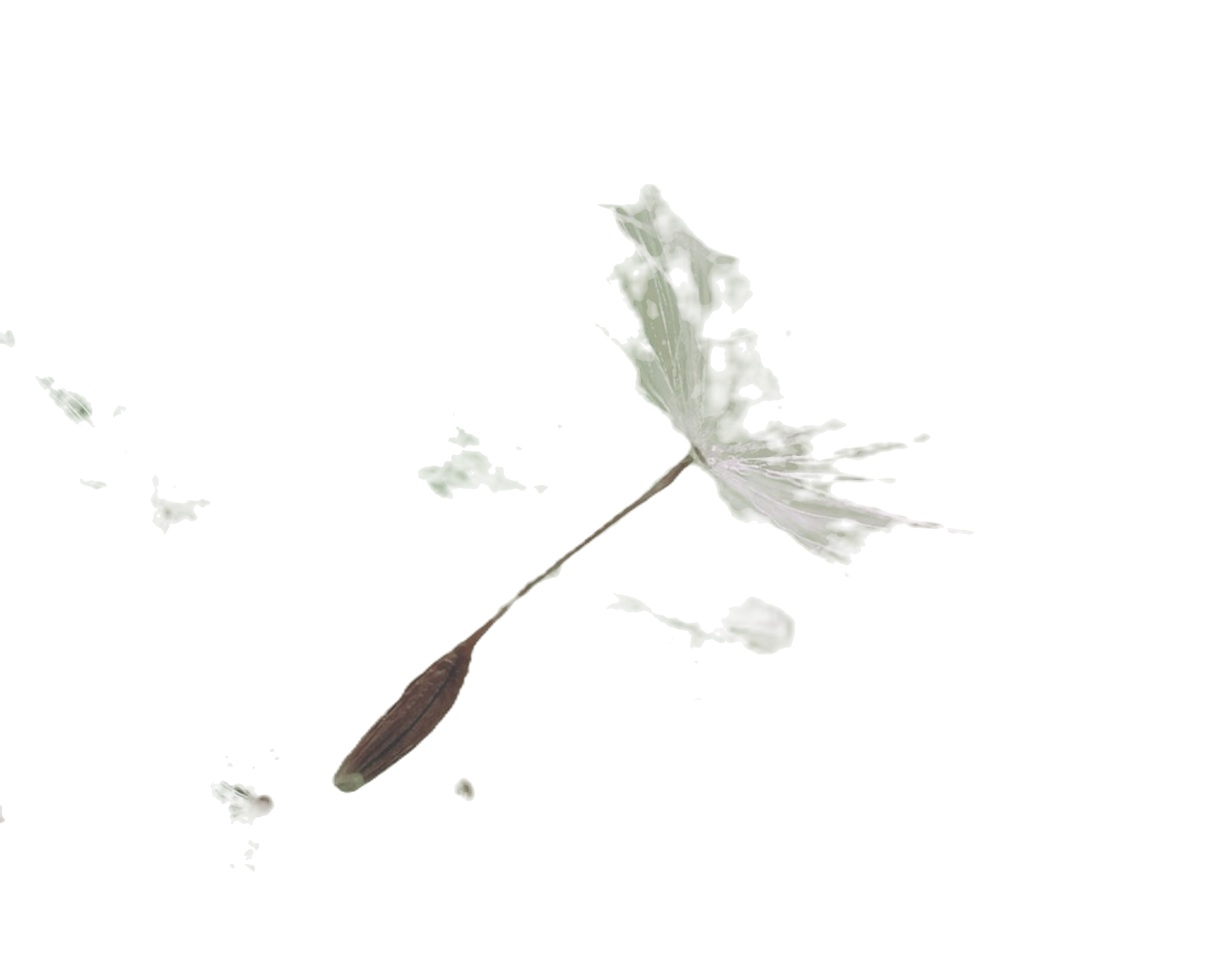 Dandelion Parachute Seed_edited.png