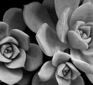 Succulents