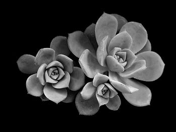 Succulents