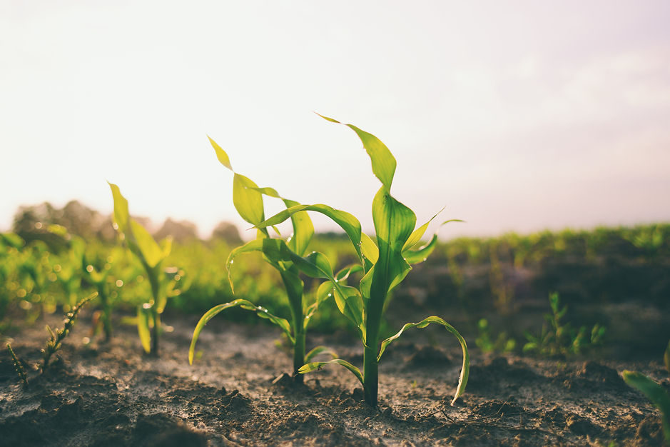 Crop Protection | Evolution Ag | Washington