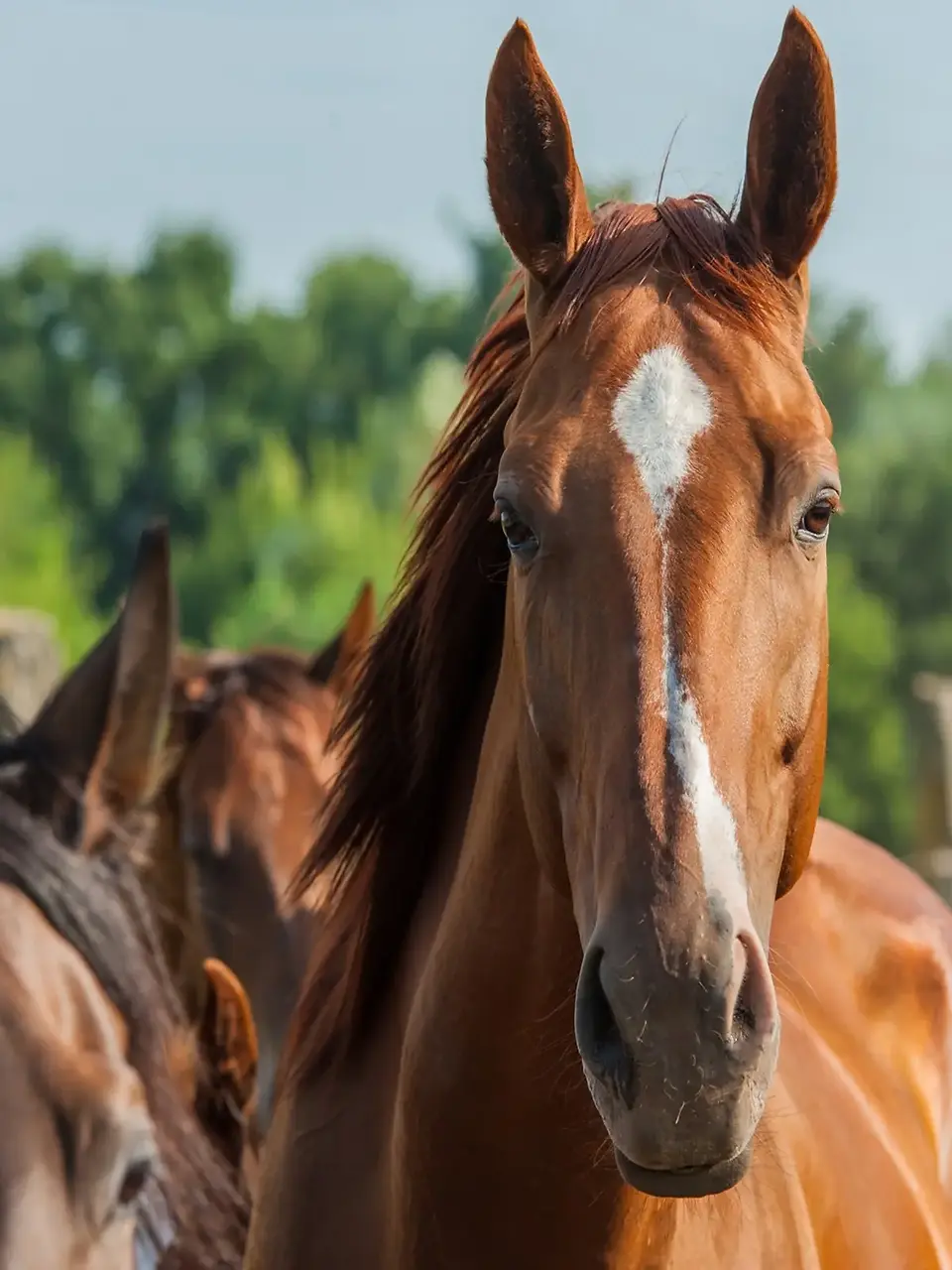 a chestnut colored horse closeup of its face with other horses in the background 