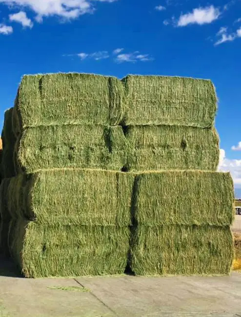 a tall stack of alfalfa hay bales on the ground with a cloudy bright blue sky