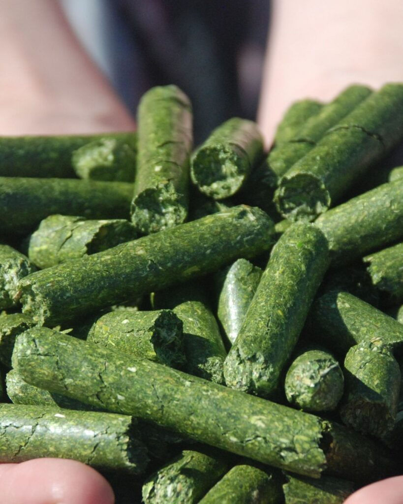 Hands holding green plant-based pellets, set against a soft-focus background. The pellets are cylindrical and textured.