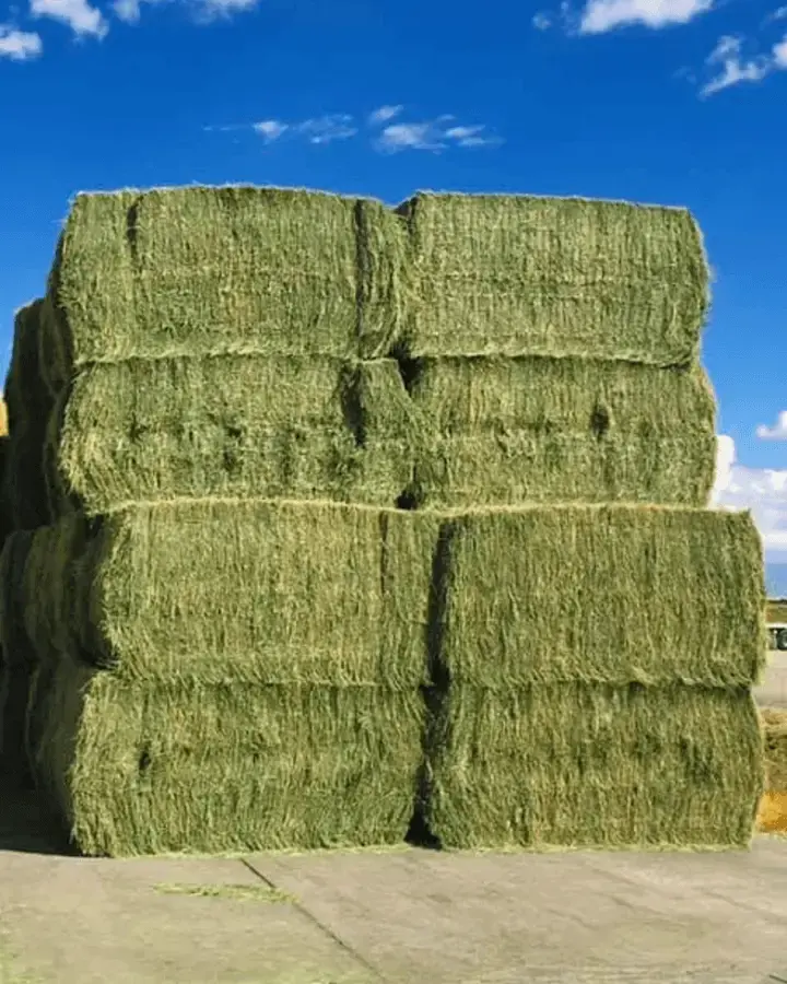 Stacks of large green hay bales under a bright blue sky with scattered clouds. Concrete ground in the foreground, creating a rural scene.