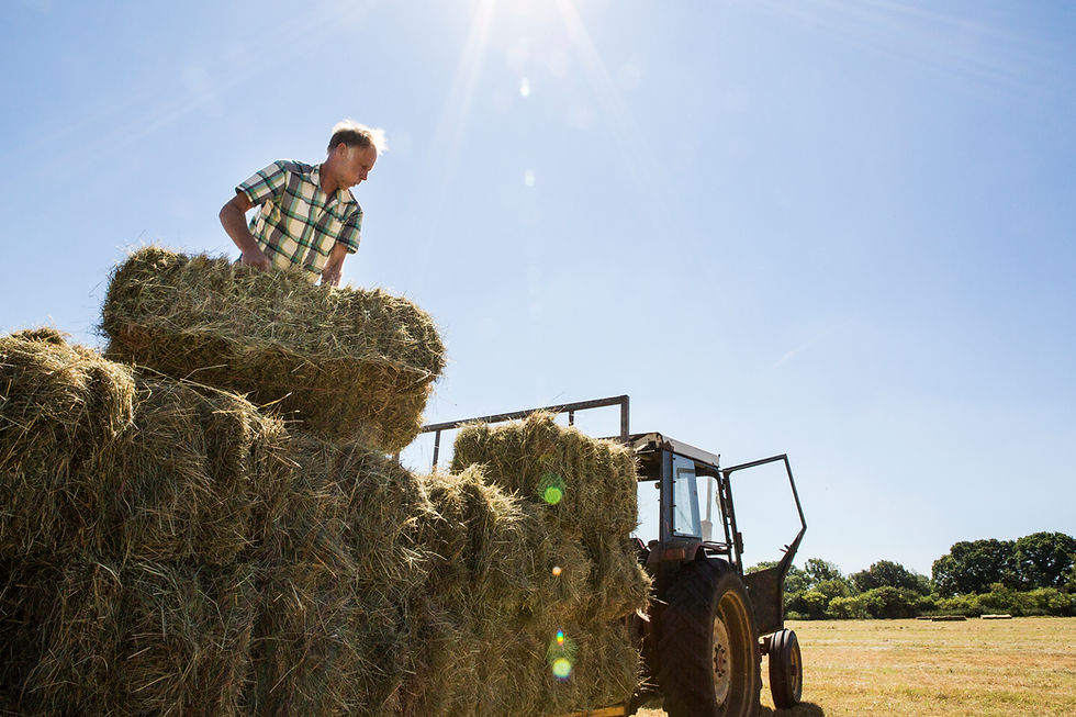 farmer-stacking-hay-bales-on-a-trailer-2025-04-03-22-26-50-utc.jpg