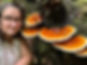 reishi.jpg