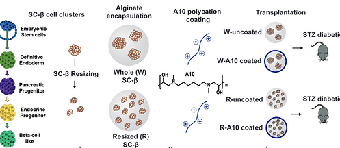 enhancing the functionality of immunoisolated sc beta cell clusters