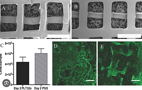 13. Poly (limonene thioether) scaffold for tissue engineering
