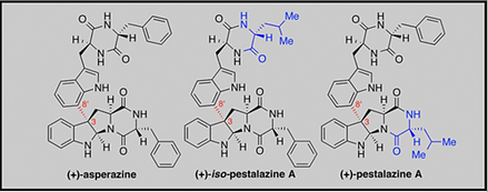 12. Concise Total Synthesis of (+)-Asperazine, (+)-Pestalazine A, and (+)-iso-Pestalazine A. Structure Revision of (+)-Pestalazine A
