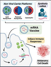 melanoma mRNA LNPs