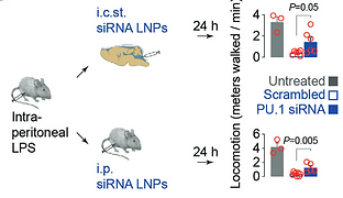 40. Nanoparticle‐mediated Delivery of Anti‐PU. 1 Sirna via Localized Intracisternal Administration Reduces Neuroinflammation
