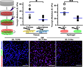 Engineering a 3D-bioprinted model of human heart valve disease using nanoindentation-based biomechanics