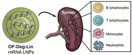 17. Synthesis and biological evaluation of ionizable lipid materials for the in vivo delivery of messenger RNA to B lymphocytes

