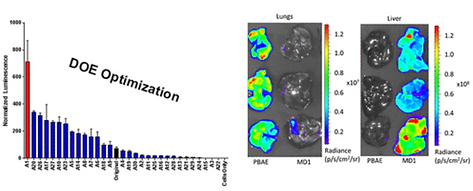 Optimization of a degradable polymer–lipid nanoparticle for potent systemic delivery of mRNA to the lung endothelium and immune cells