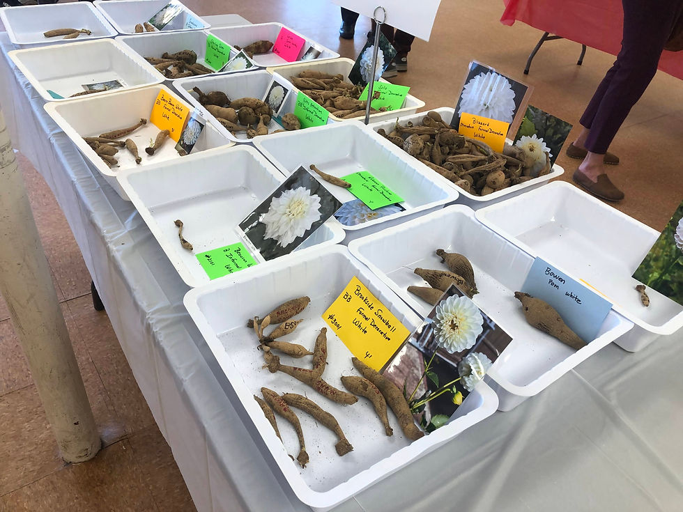 2026 Spring Dahlia Tuber Sale: North Kingstown, RI