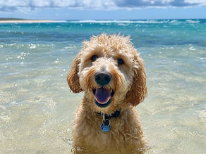 5 Simple Steps: Post-Swimming Care for Goldendoodle Dogs to Avoid Ear Infections