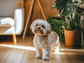 5 Home Remedies for Dog Eye Infection