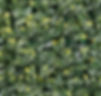 Muro verde sintético CDMX