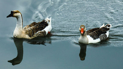 Quiet Influence: The Rise of Reflective Leadership in a Noisy World