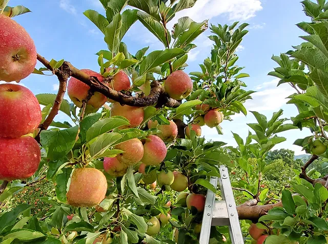 Apple Picking Apple Hill Orchard Cider Mill United States