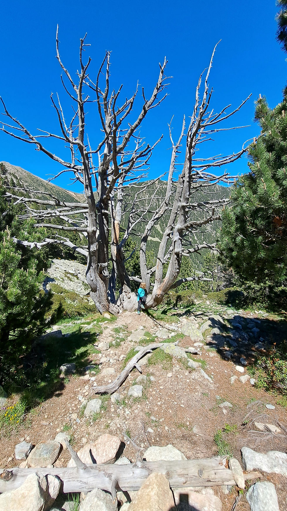 A dead pine tree on the walk up to the peak at Bastimnents