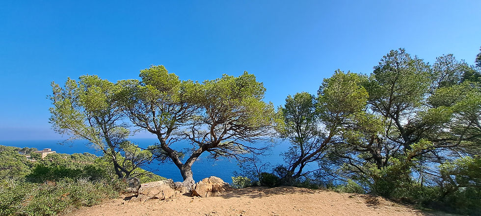 View of the Mediterranean Sea and pine trees along the coastal path.