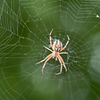 Spider.png