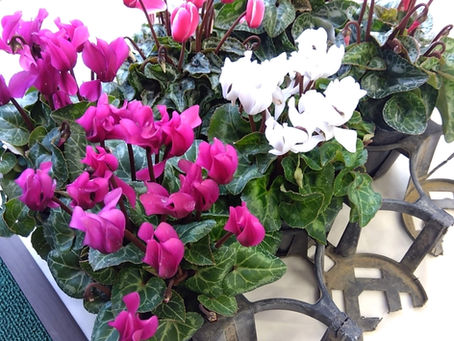 お客様よりお花頂きました💐