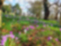Crocuses 2.jpg