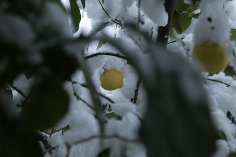 Lemon on a snow-covered lemon tree branch, Athens