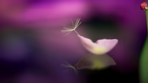 REIKI 1 (3).png